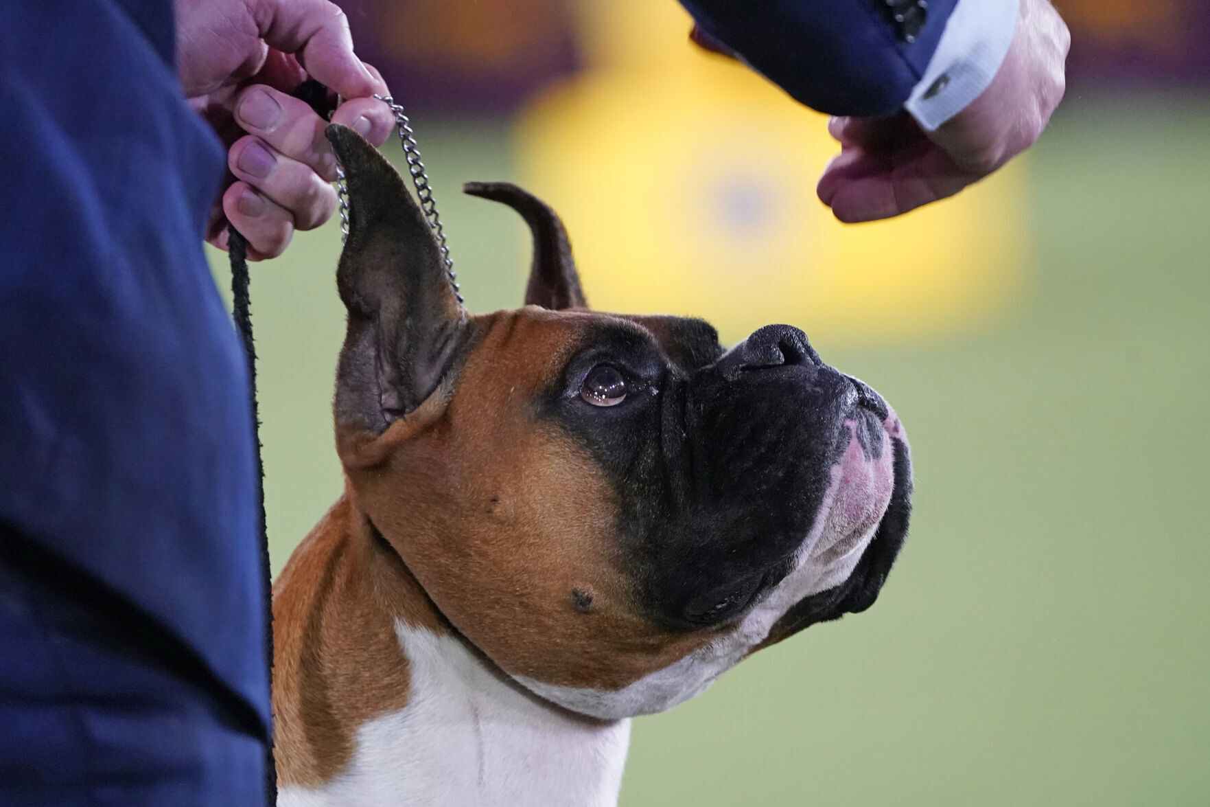 Westminster Dog Show